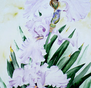 Helen Anne Hillson - Iris Delicacy